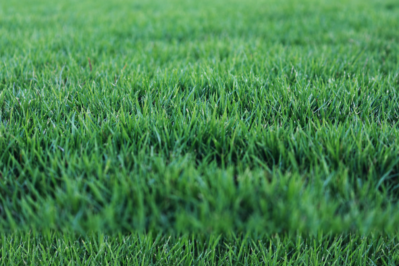 Drought-tolerant turf in Weslaco, TX